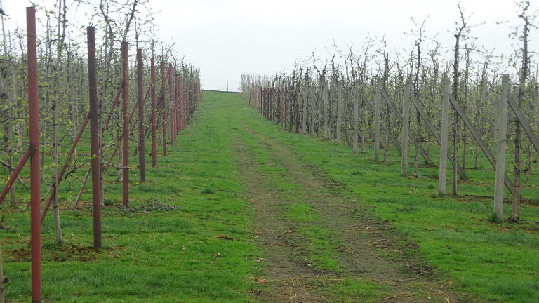 Proces rozkładu roślin wymaga czasu Proces rozkładu roślin wymaga czasu