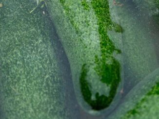 Przechowywanie żywności w gastronomii