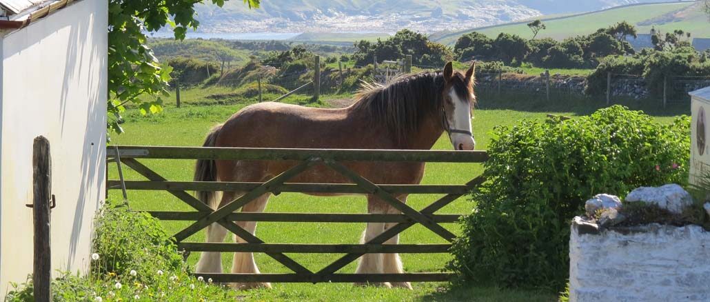 Hodowla koni zimnokrwistych w Polsce