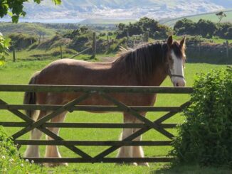 Hodowla koni zimnokrwistych w Polsce