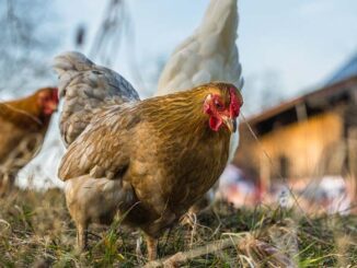 Jakie rasy kur wybrać do przydomowej hodowli