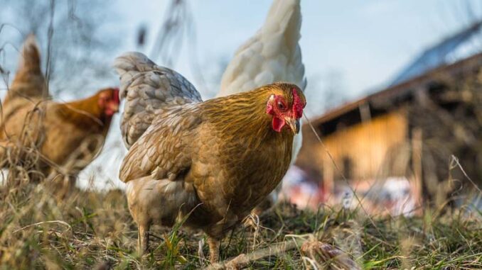 Jakie rasy kur wybrać do przydomowej hodowli