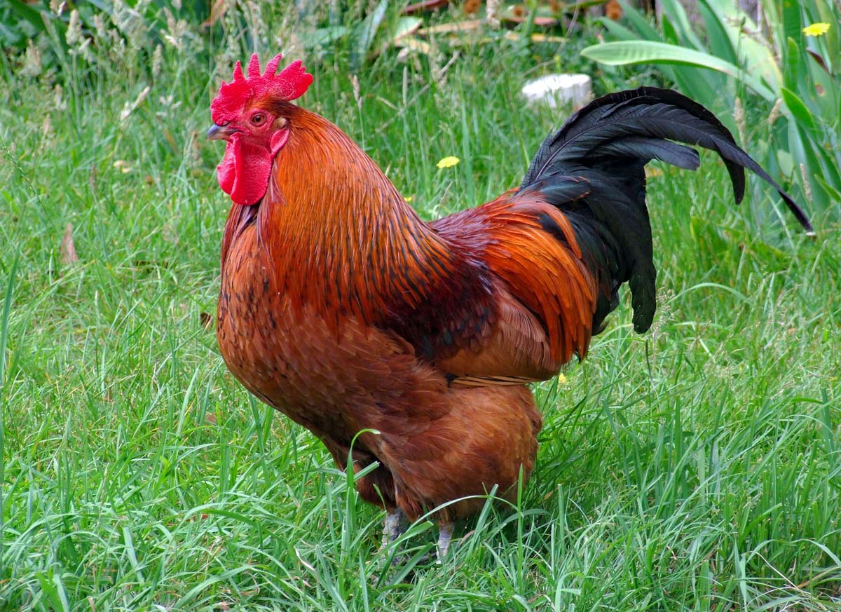 Rhode Island Red (RIR) – karmazyn