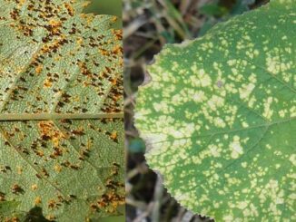 Grzybowe choroby roślin