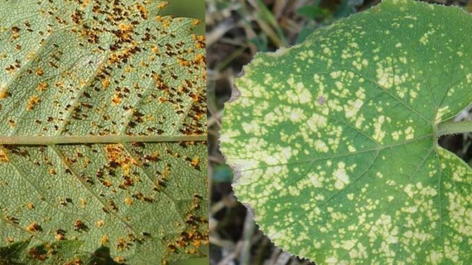 Grzybowe choroby roślin