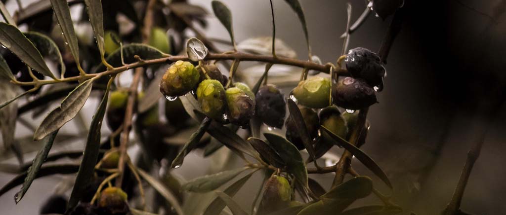 drzewka oliwne w Polsce