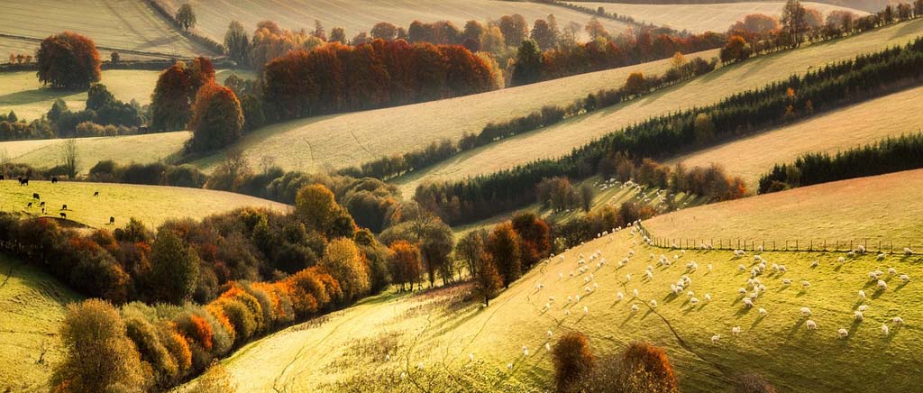 agroleśnictwo agroleśnictwo