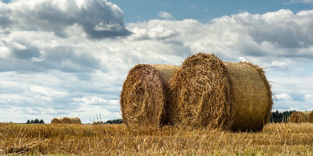 a pair of round yellow straw bales in an agricultural field with stubble after harvesting under a blue cloudy sky. shot from below
